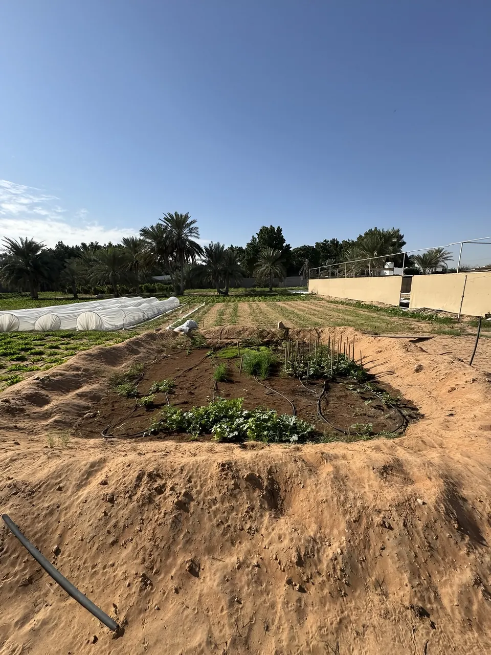 Young crops growing on drip irrigation