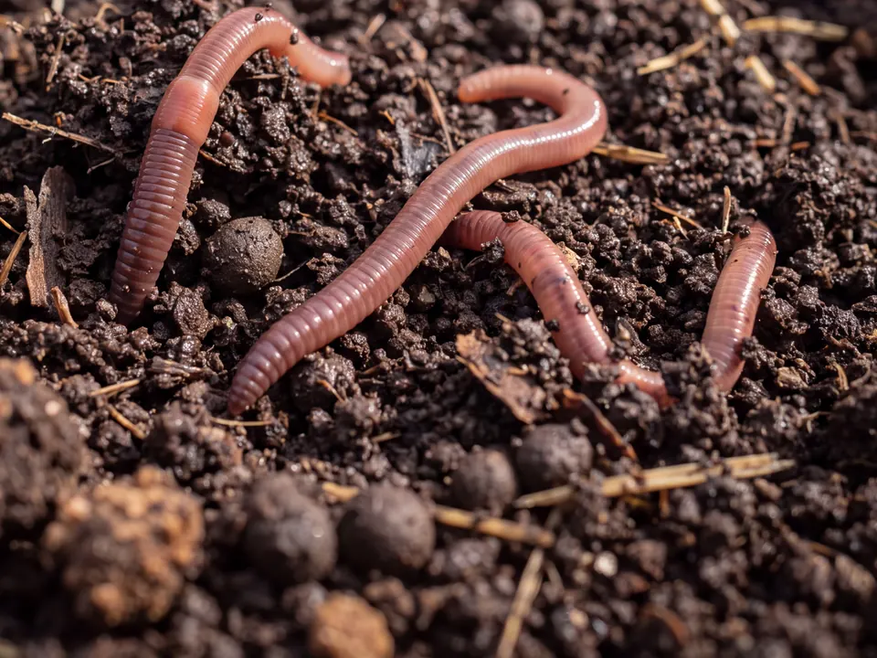 Red earthworms moving through dark, rich compost
