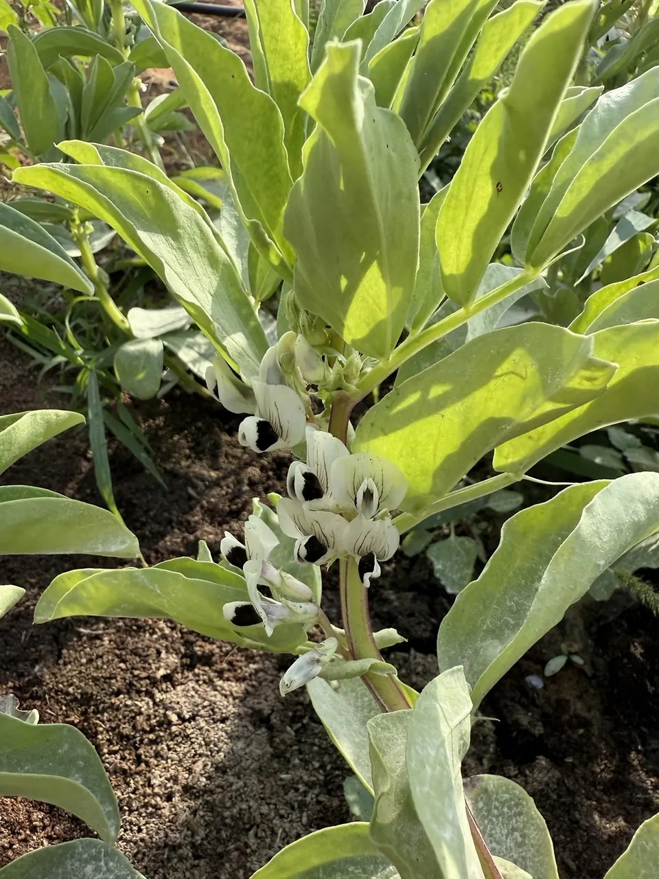 Faba bean plant in flower