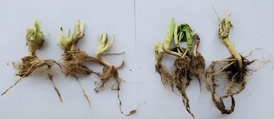 Well-developed roots from plants grown in Biocraft soil