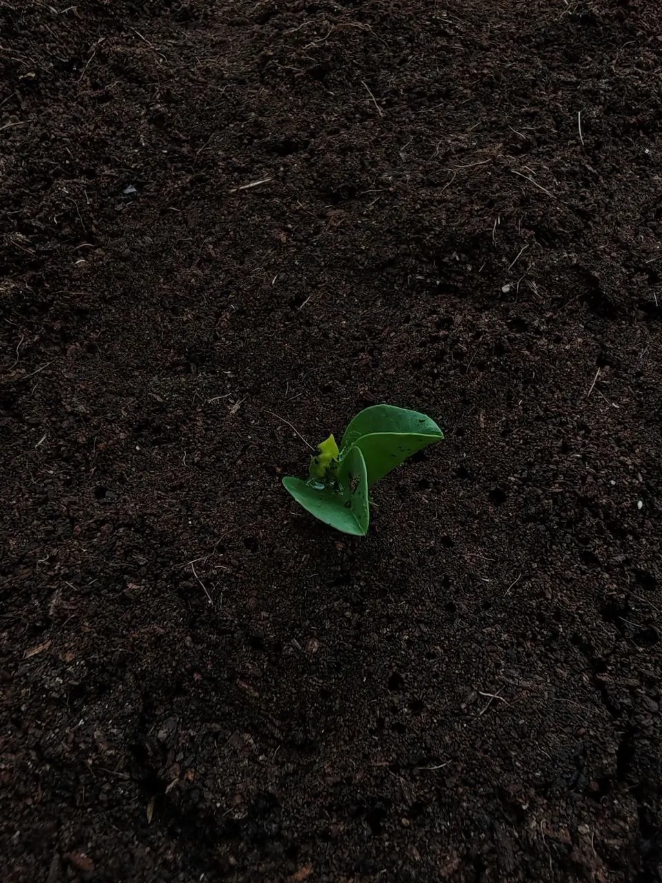 A seedling coming up through dark soil